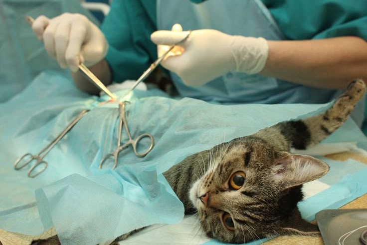 Close-up of a light orange cat being gently combed with a black comb